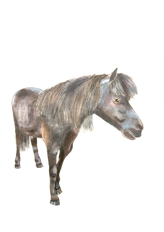 Horse
