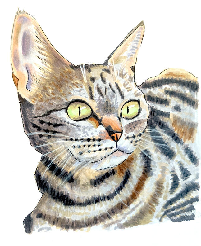 Cat